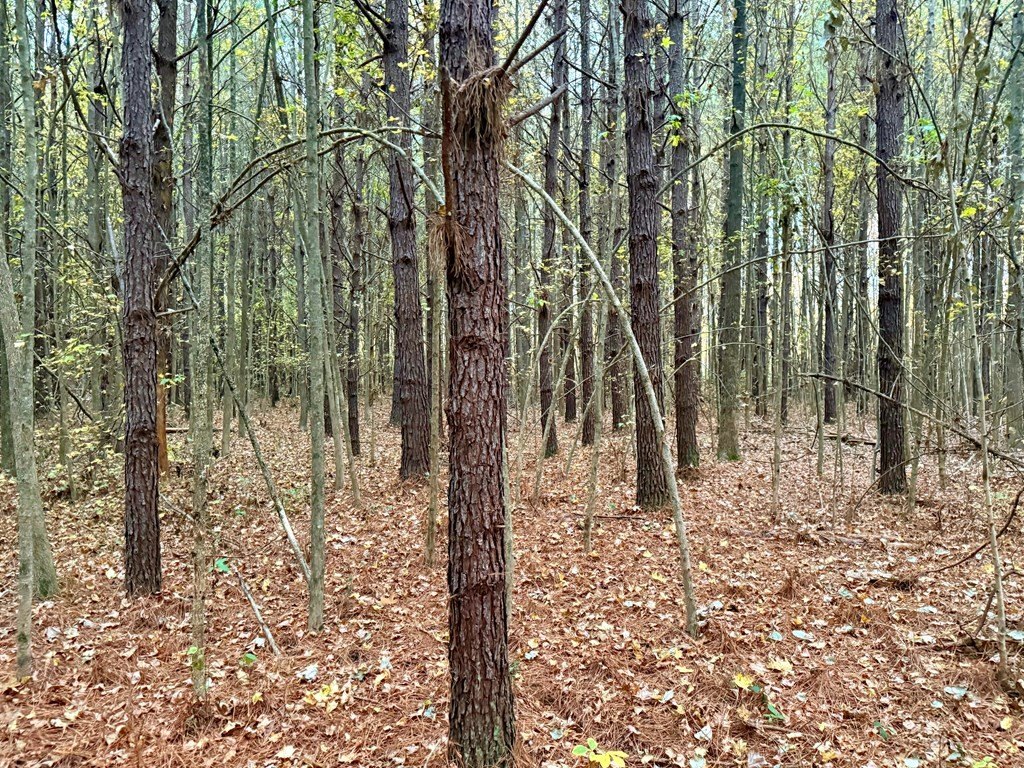 Picture 36
