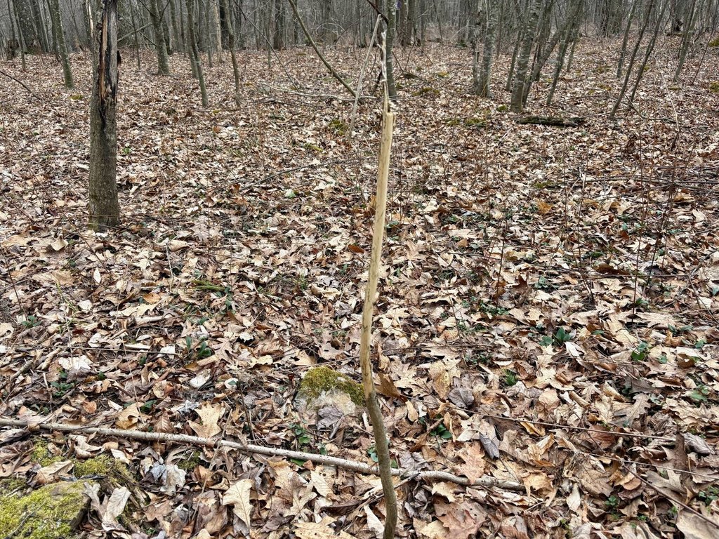 Picture 59