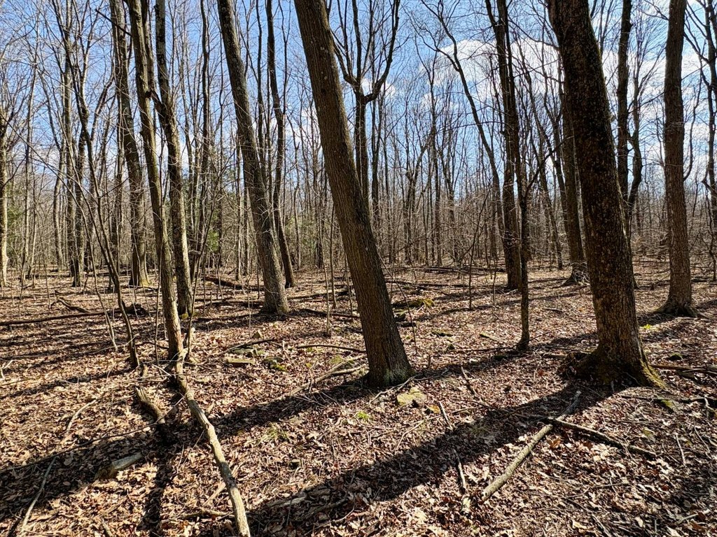 Picture 41