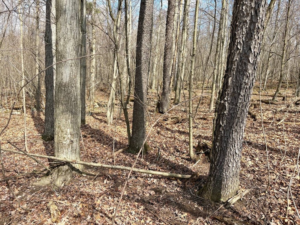 Picture 53