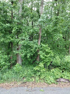 Wooded Lot For Sale