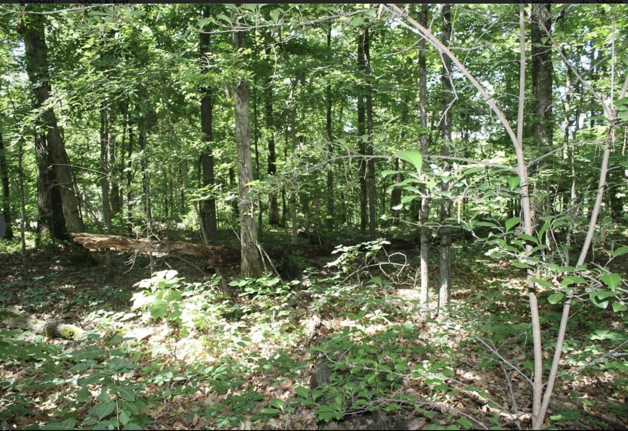 Wooded Land in Wappapello, MO