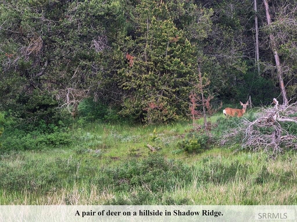 Picture 36