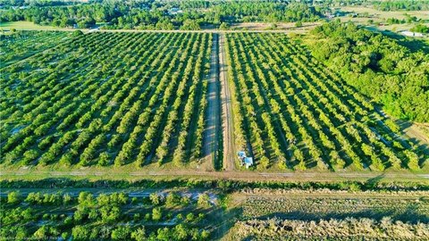 Producing Citrus Grove Farm
