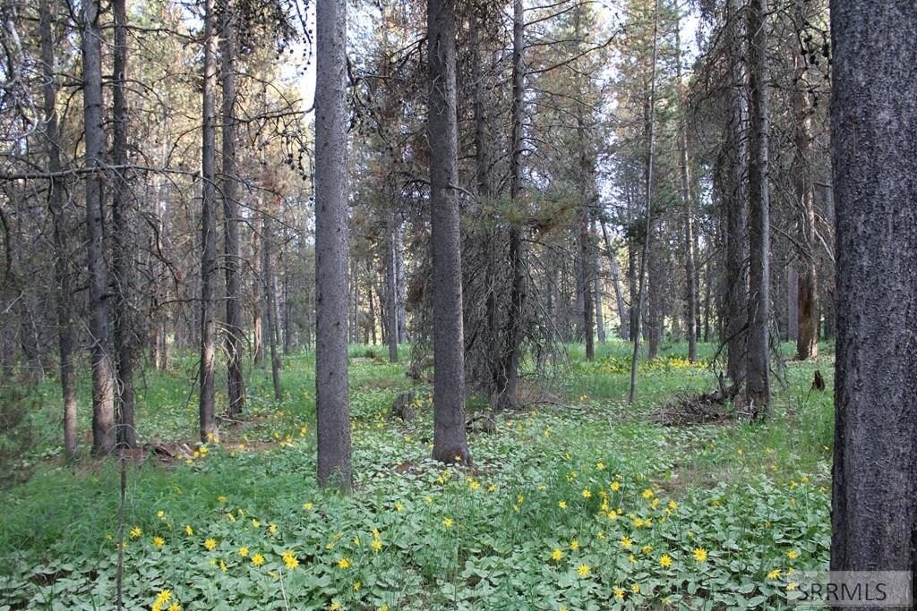 Island Park Treed Building Lot