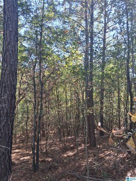 LAND/LOTS, WADLEY, AL