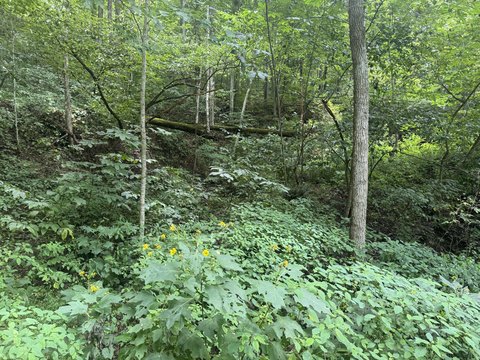 LAND - Sevierville, TN