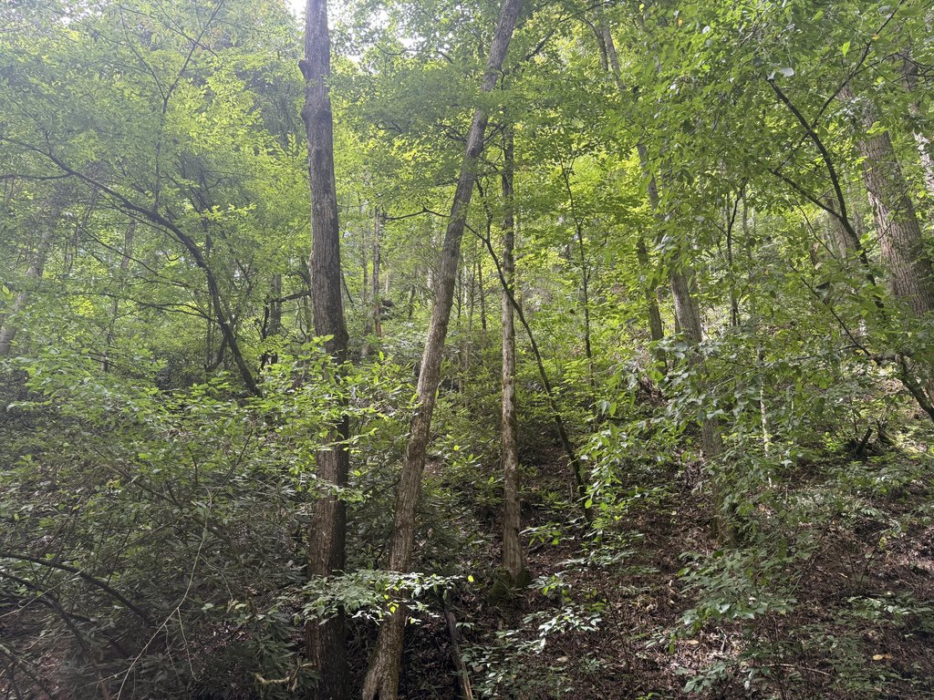 Picture 8