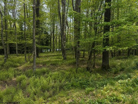 LAND - Terra Alta, WV