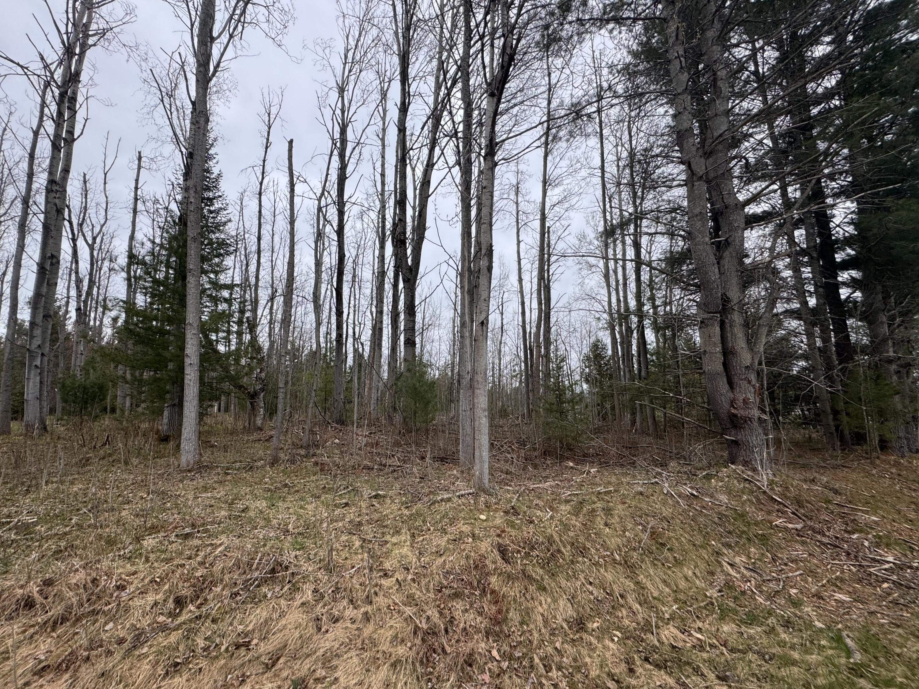 Wooded Lot Near Burt Lake