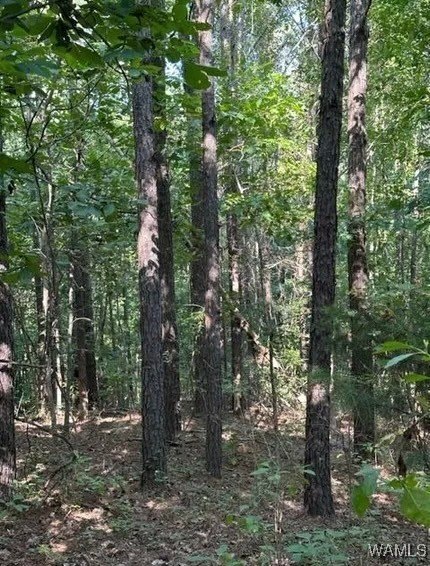 80 Acres Hunting Land, Millport