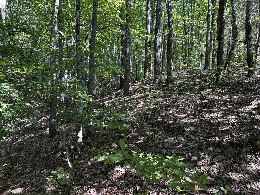 Picture 8