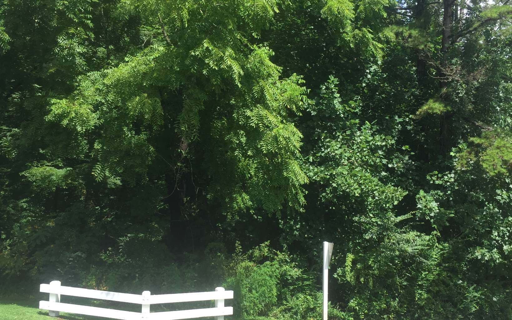Hayesville, NC Vacant Wooded Lots