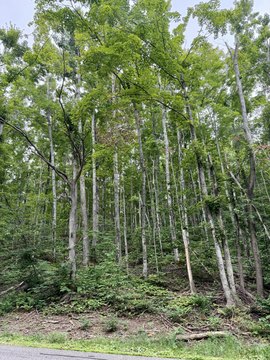 LAND - Harbor Springs, MI