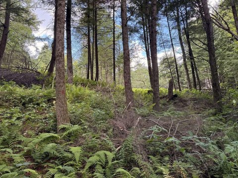 Mountain-View Homesite on Quiet Road