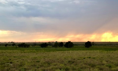 Tree-Filled Land in Shallowater, TX
