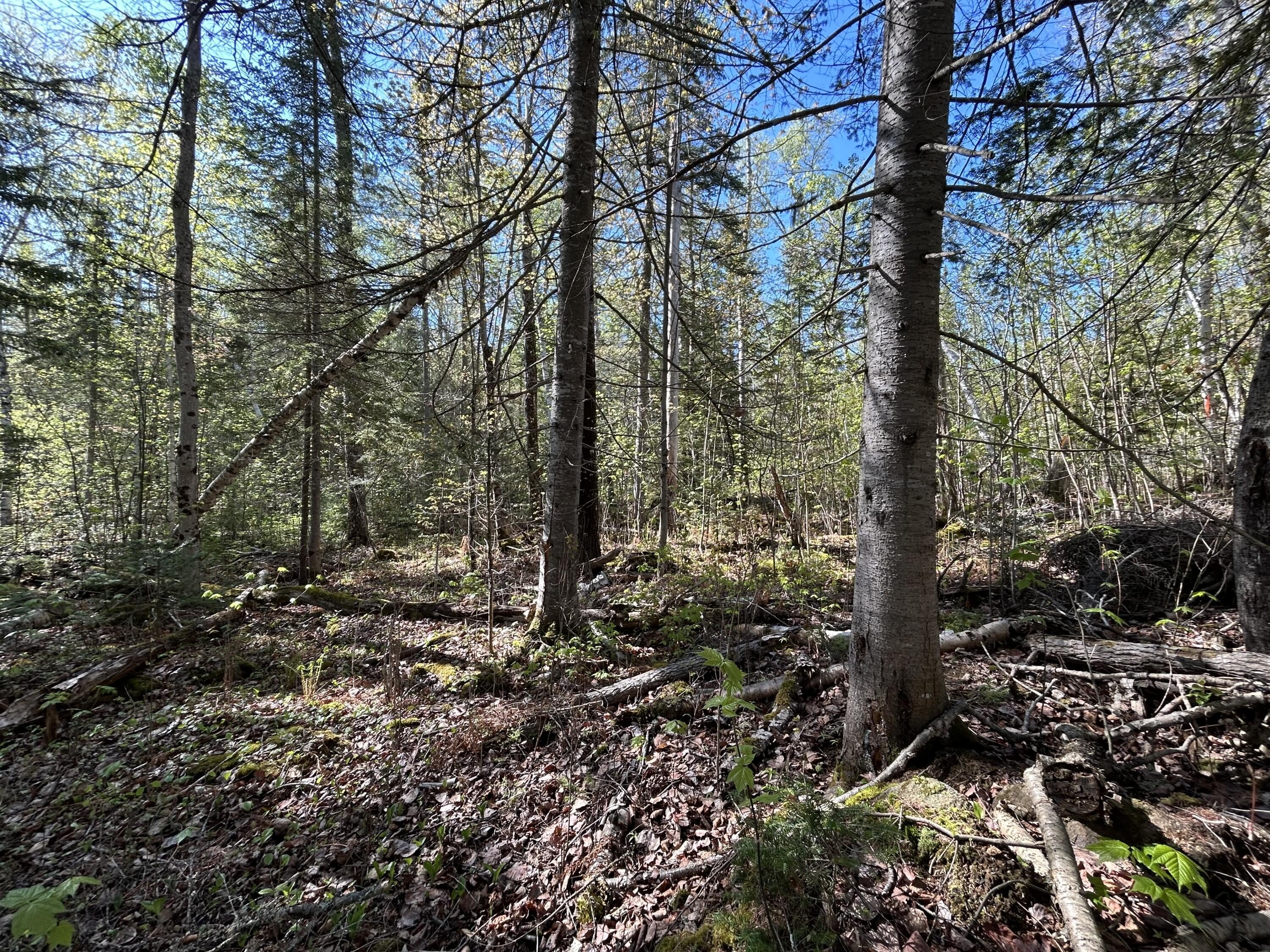 Wooded Land Parcel in Rangeley