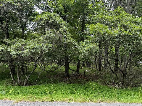 Half Acre Lot in Albrightsville