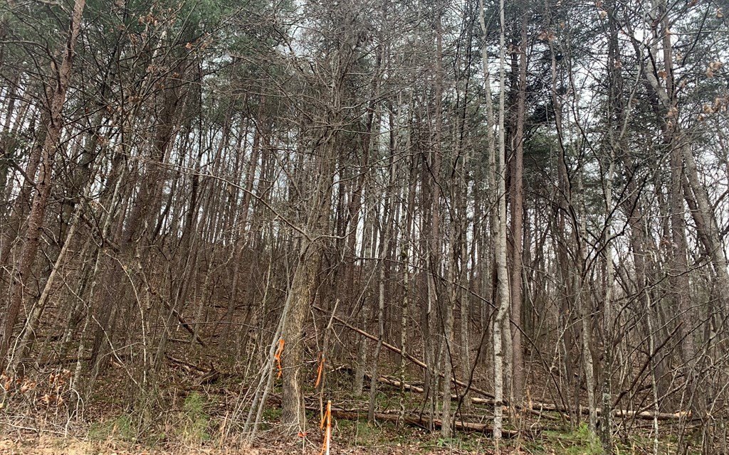 Picture 17