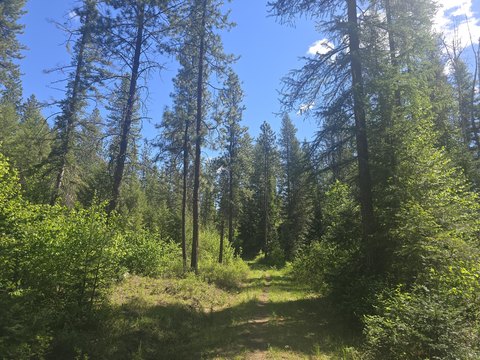 Timbered Forestry Land Parcel