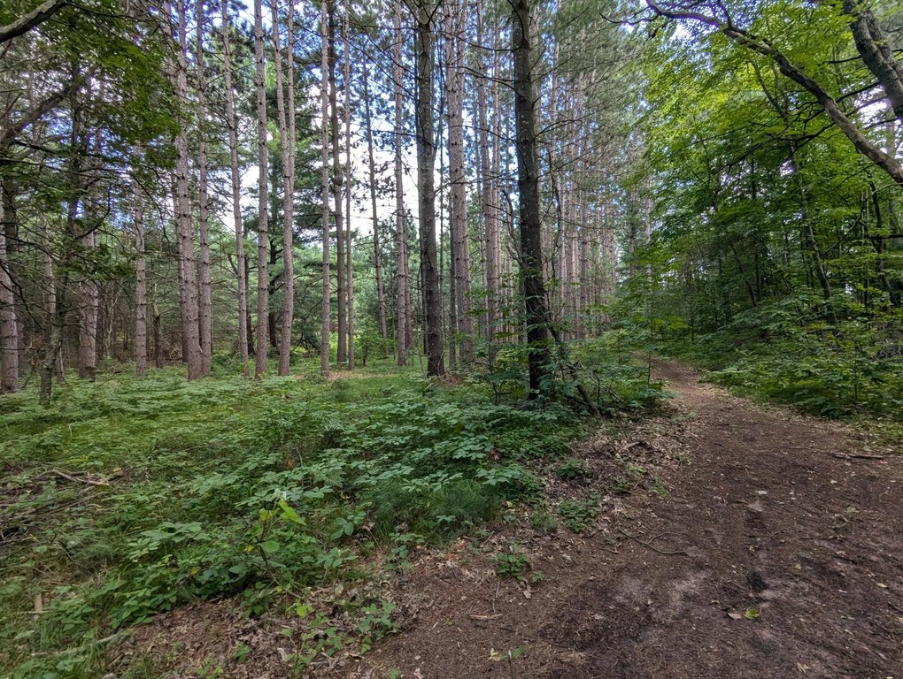 Picture 5