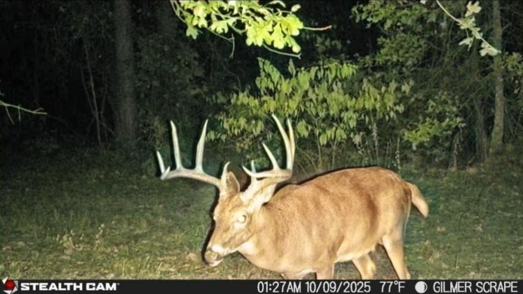 Picture 3
