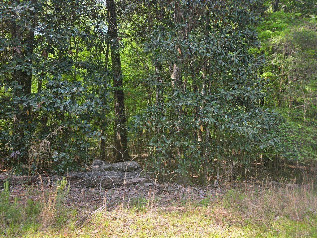 Residential Lot with Creek View