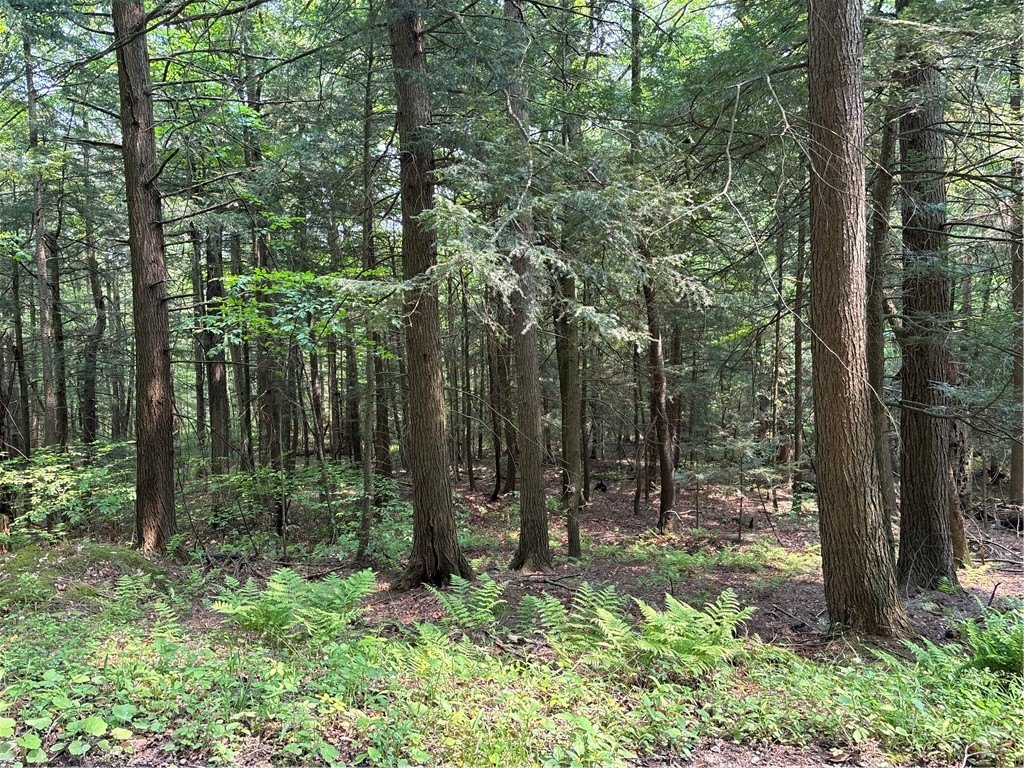 Land in Dansville, New York