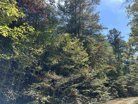 9.9 Acres Wooded Land