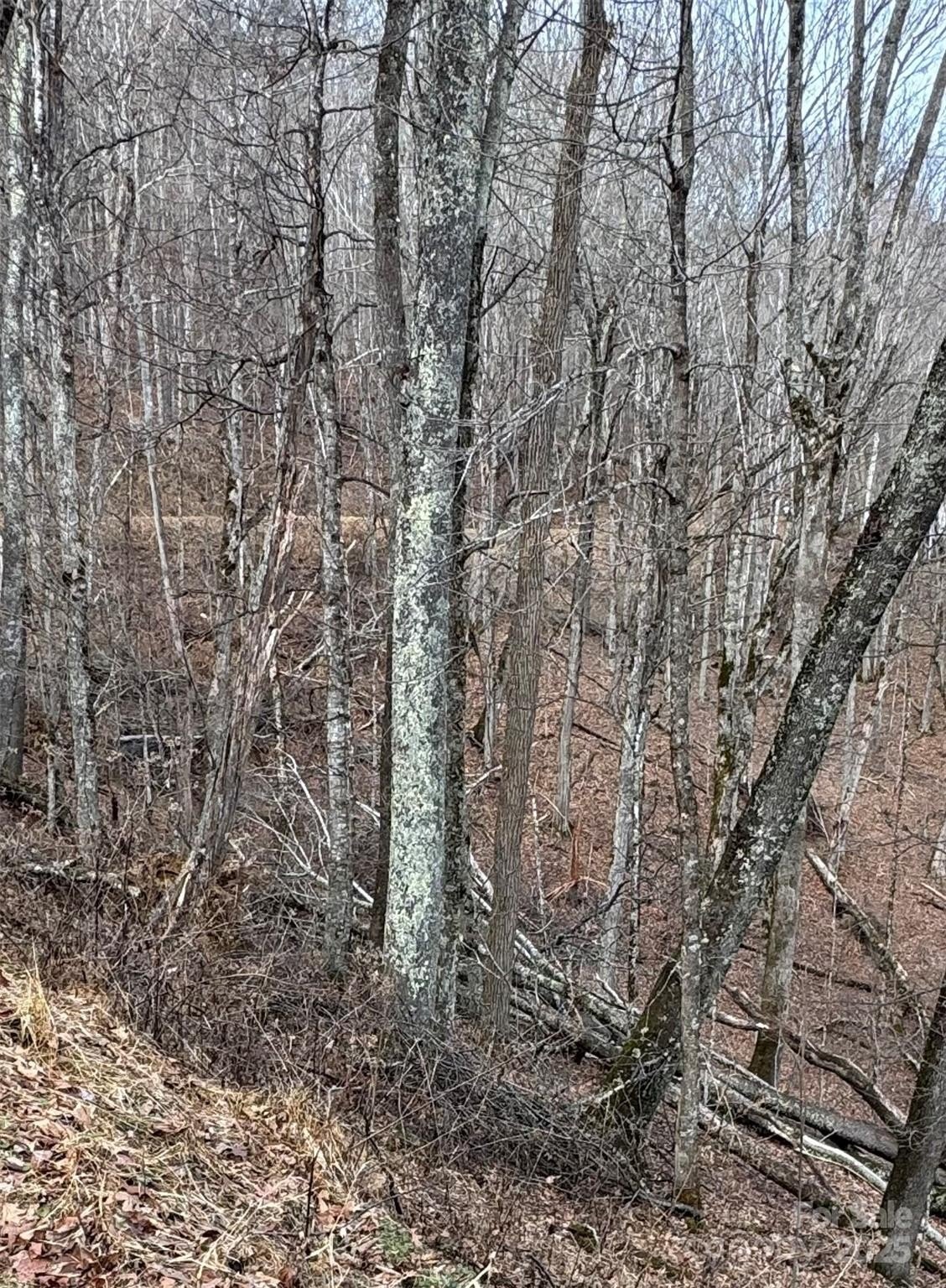 Land in Wolf Laurel Community