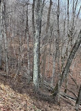 LAND - Mars Hill, NC
