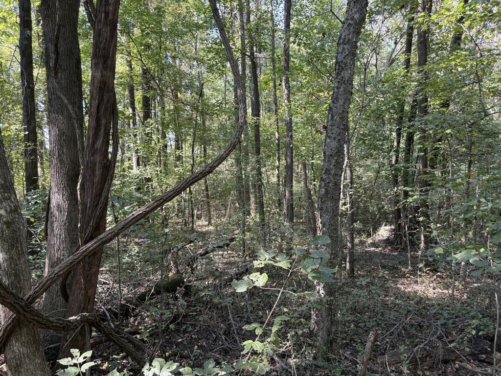 Picture 4