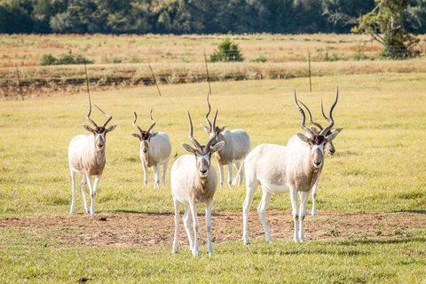 Turnkey Safari Park and Ranch Land