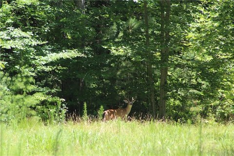 Mountain Property with Views