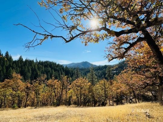 Hayfork Land with Development Potential