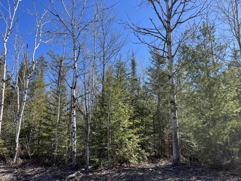 Wooded Lots Near Lake Huron