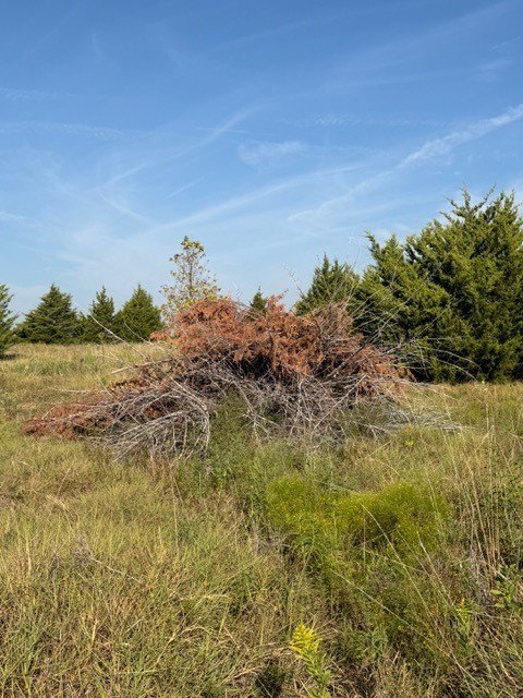 Picture 20