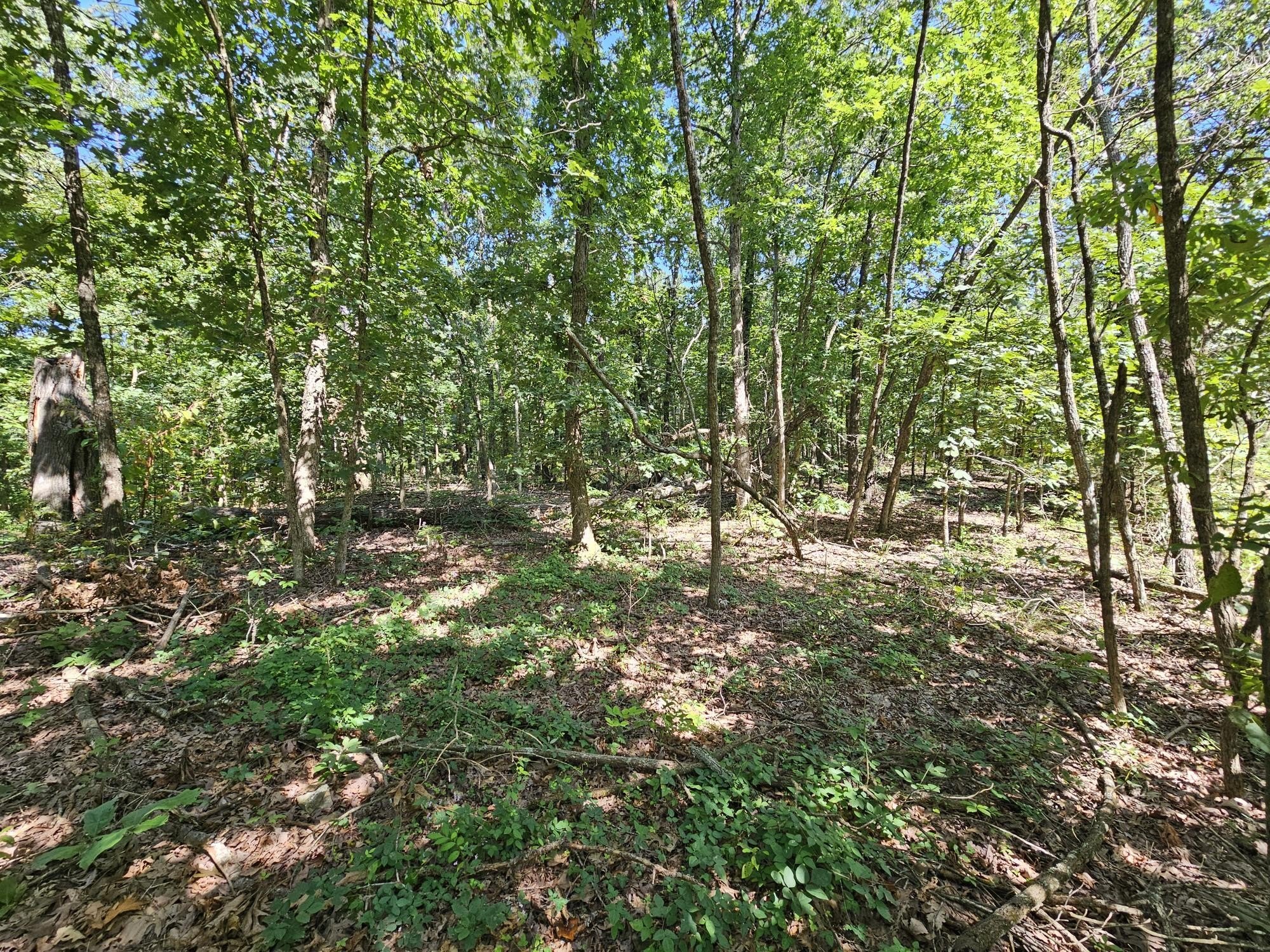 65 Acres of Timberland Paradise