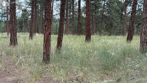 Westcliffe, CO Wooded Land
