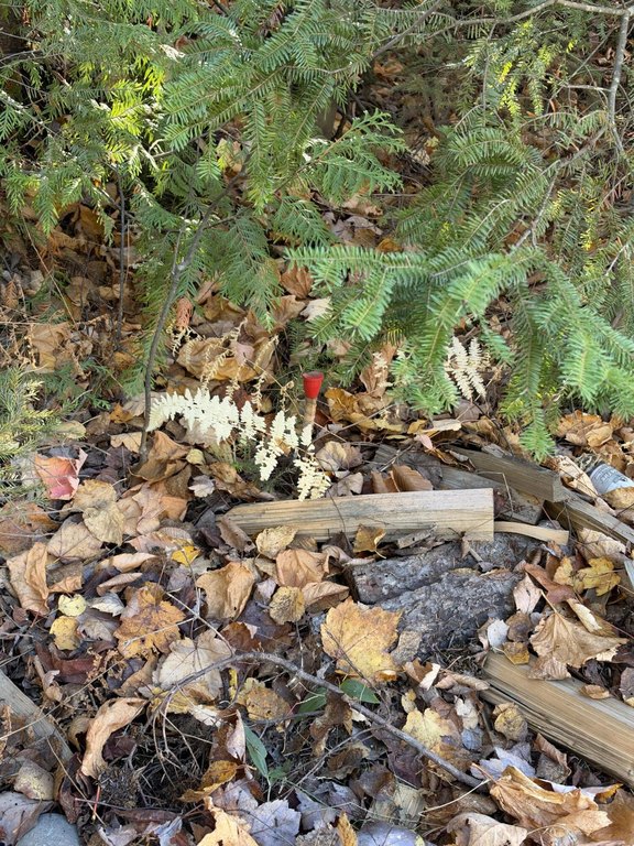 Picture 7