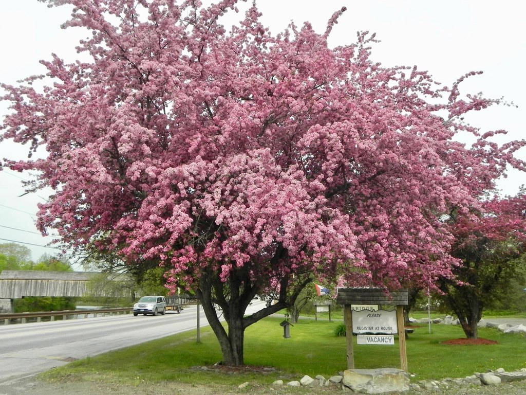 Picture 45
