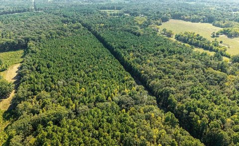 Land, Pelahatchie, MS