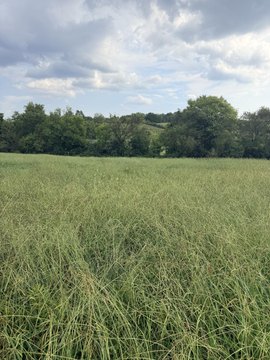 Land, Morristown, TN