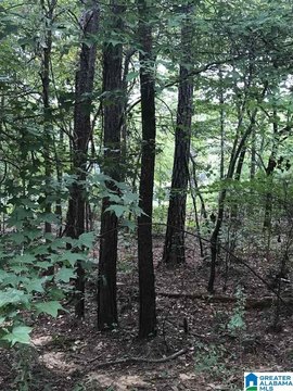 Residential Lot in Alpine, AL