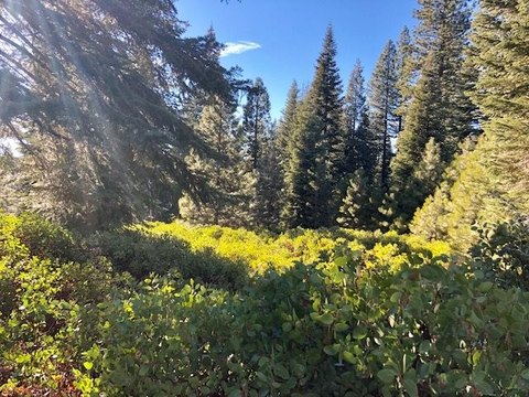 LAND - Lake Almanor, CA