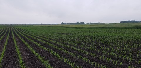 Prime Tillable Farmland Tract
