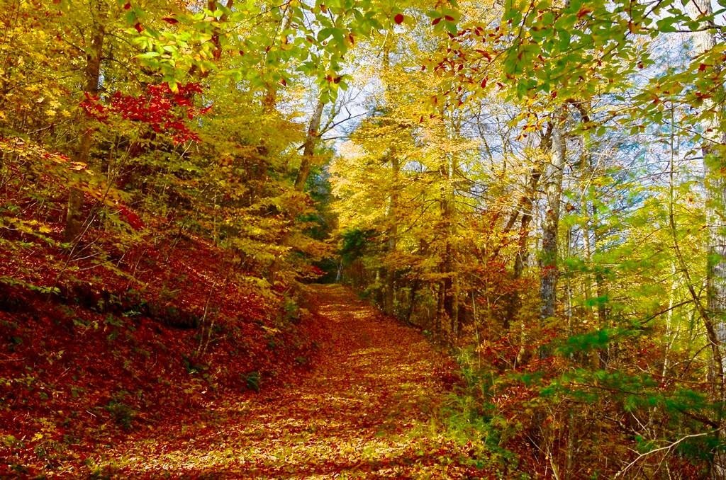 29.7 Acres Recreational Mountain Land