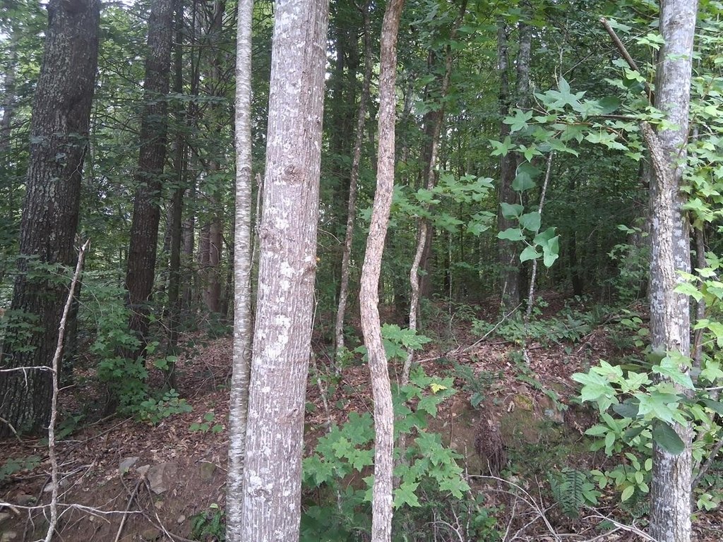 Picture 5