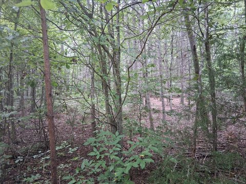 Land, Del Rio, TN