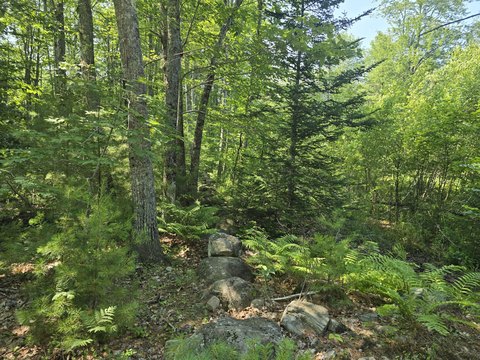 Wooded Land in Peaceful Alna